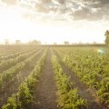 Event Director Interview Series: Australia's oldest wine festival & the lady responsible for making it happen